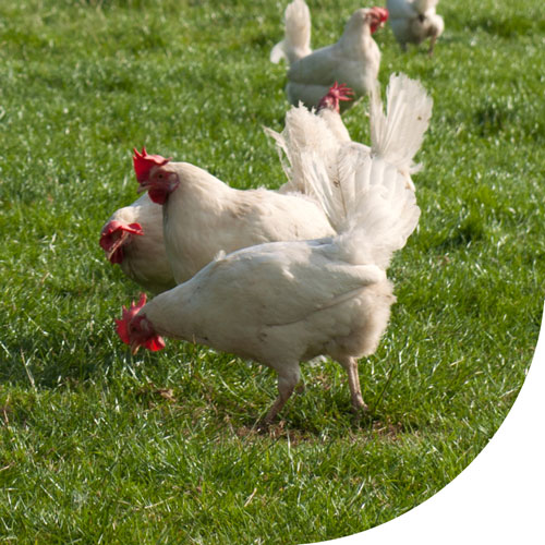 Acquisition de PME agroalimentaires : élevage de poules à Baud